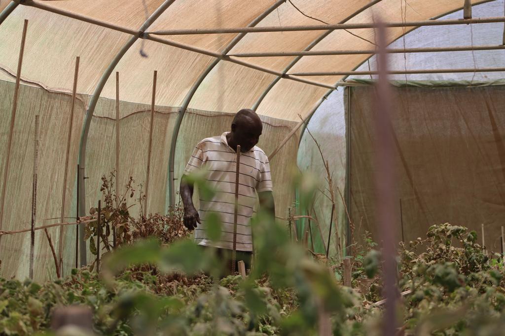 houstotei's tweet photo. Des agriculteurs Djiboutiens à l'œuvre dans leurs fermes où ils cultivent fruits et légumes sans pesticides. Malgré des conditions géographiques différentes voire ardues, ils continuent à cultiver la terre #sightbyside @UEaDjibouti #peopleandplanet https://t.co/pQcuFOXdVz