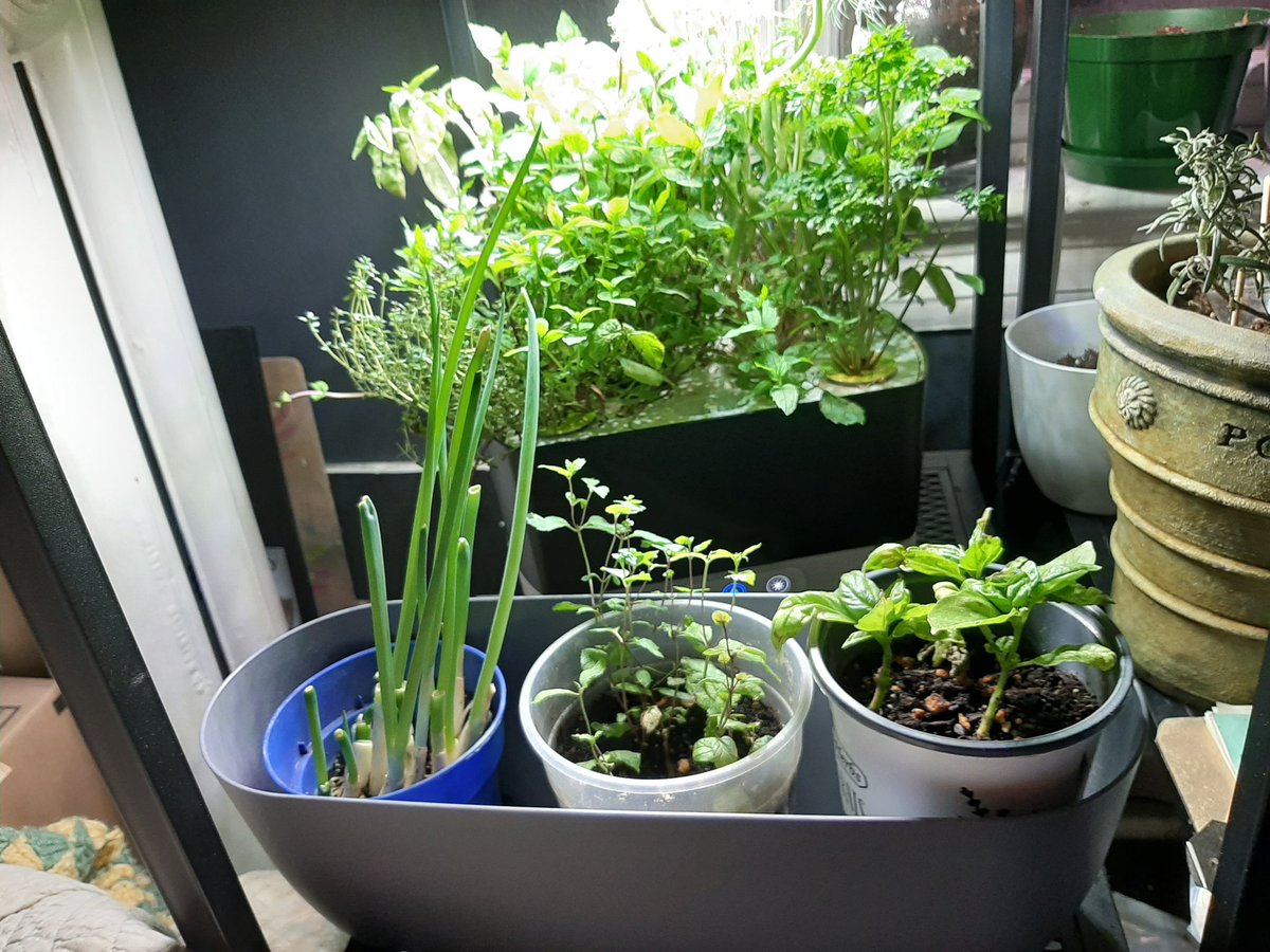 sharpnosefabio's tweet photo. Wanted to share my little green space I am very fond of! My little piece of peace, all cuddled up in the back of my workspace.  🥰☺🥰 https://t.co/3K0zdGe3gh