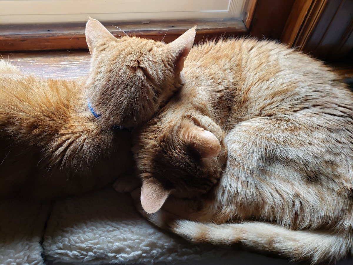brainwise's tweet photo. Otis and Milo on a radiator; April 25, 2019, at 12:38 PM. 🐱 #cat #CatsOfTwitter #CatsOfInstagram #CatsOfFacebook #cats #orange #ginger #gingercat #kitteh #CatNap #Window #radiator #GoodbyeMilo #GoodbyeOtis #memories https://t.co/Dp10NejVkG