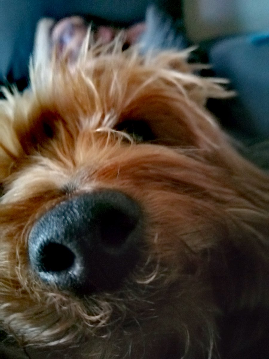 anatrsevi's tweet image. #snootaboop Mochito