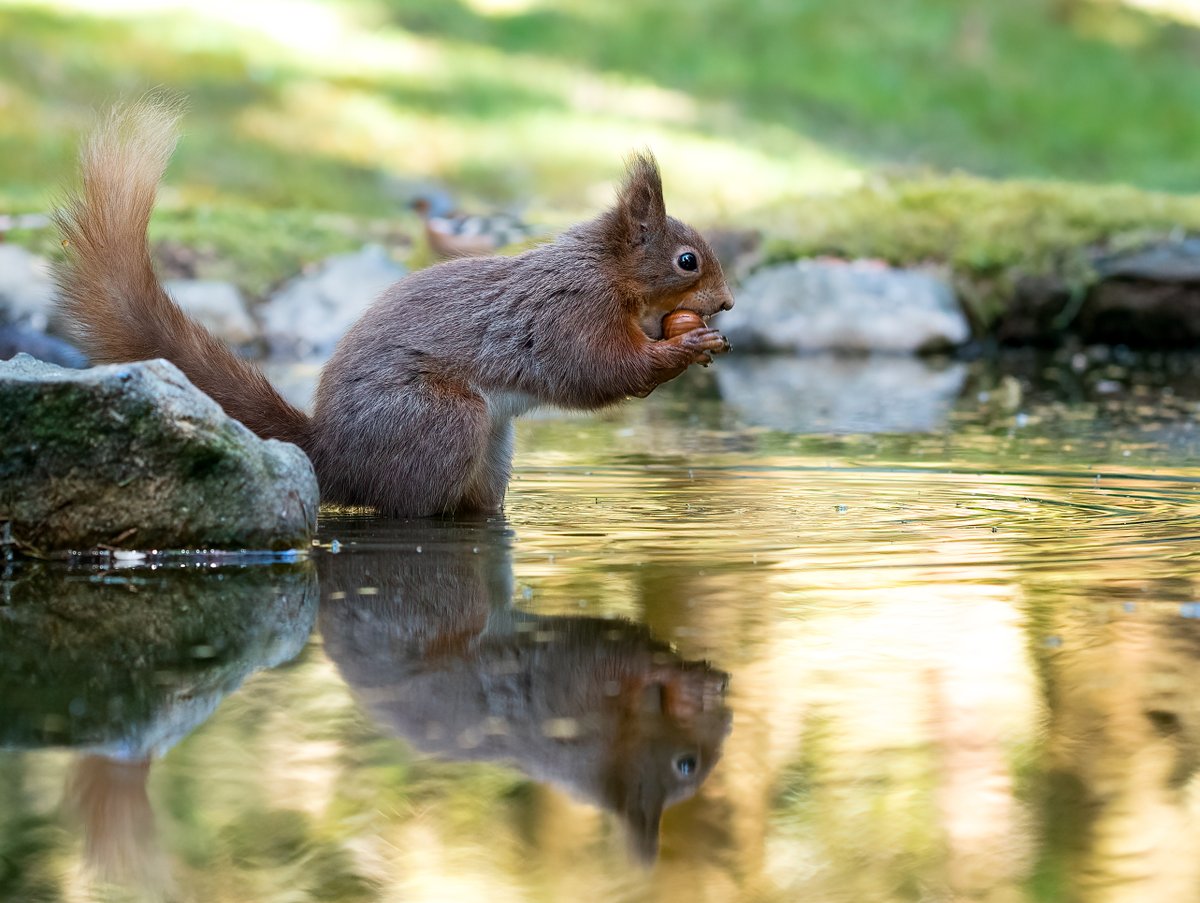 DaveSpherical's tweet photo. #refletions CLICK FULL - #red #squirrel #nuts #wildlifephotography #NaturePhotography #TwitterNatureCommunity #TwitterFamily #splash #GreatBritain #jump @looknorthBBC @jampressltd #wild #cute #hairy #characters #water #sun #mirrorpic #YORKSHIRE #animals #SonyAlpha https://t.co/BhyCpBrN6f