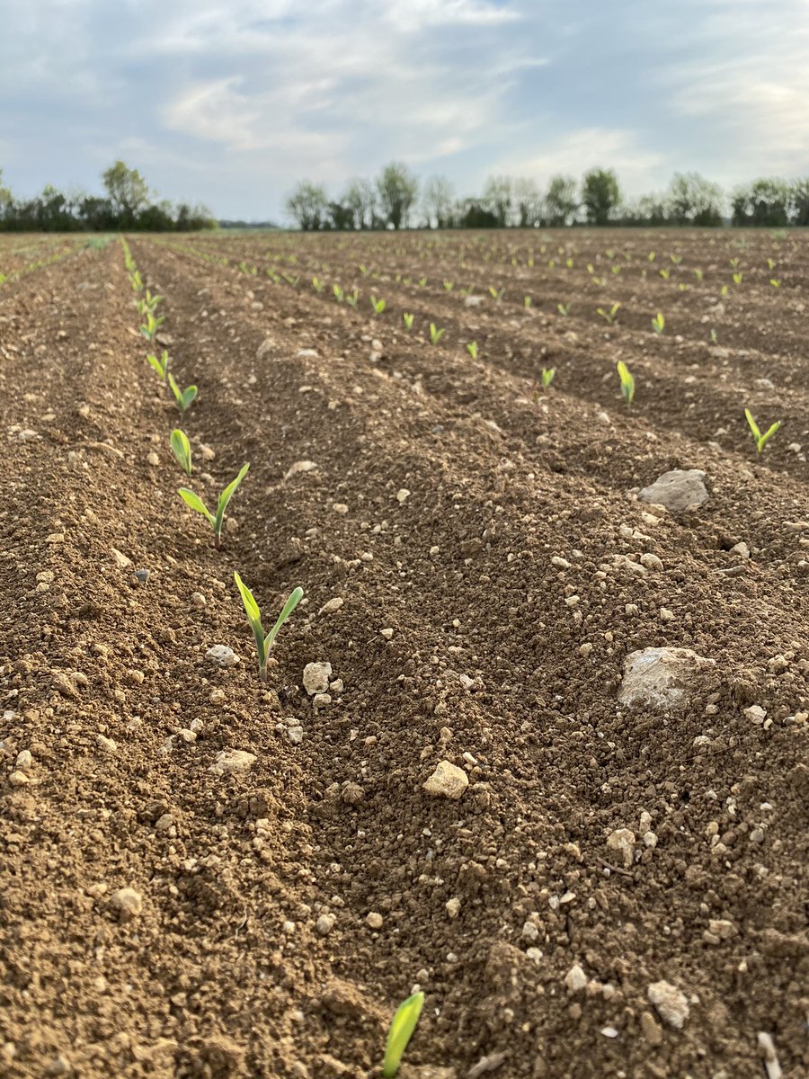 Ça pousse tranquillement 🌱🌽 @VaderstadFrance