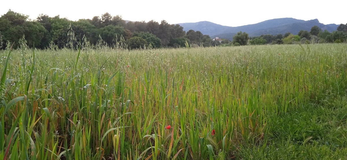 DIA 25 DE 30. Capvespre de diumenge gaudin dels boscos i camps al poble #AMBbici #30diesAMBbici <a href="/30diesambbici/">@30diesambbici</a> #30daysofbiking #30DEB #30DOB #30diasenbici <a href="/30daysofbiking/">30 Days of Biking</a> <a href="/30diasenbici/">30 Días en Bici</a> <a href="/bicicletaAMB/">Bicicleta AMB</a> <a href="/yerkabikes/">Yerka Bikes</a> <a href="/cebllob/">Consell Esportiu del Baix Llobregat</a> <a href="/SalvemElCalamot/">No al Pla de Ponent - Salvem el Calamot</a> <a href="/AjCastelldefels/">Ajuntament de Castelldefels</a> <a href="/AjuntamentGava/">Ajuntament de Gavà</a> <a href="/diba/">Diputació de Barcelona</a>