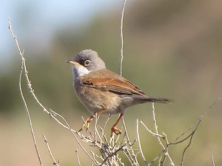 Macho de Curruca tomillera (Sylvia conscipillata) en #magallon Zaragoza.
#aves #sylviaconspicillata #currucatomillera