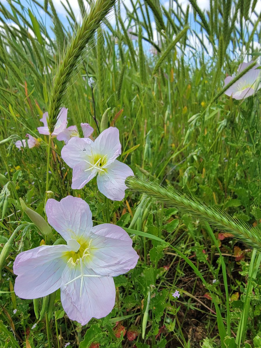 Cockycaster's tweet image. #prettyday #wildflowers Get lost like a sock in dryer, trying to find a way to #resonate a little #higher. @ToddSnider #hopeAndWonder