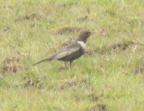 Couple of shots of the Ring Ouzel at kingfisher Bridge nature reserve today.  <a href="/CambsBirdClub/">Cambs Bird Club</a> <a href="/_BTO/">BTO</a> #BirdsSeenIn2021 #birdwatching