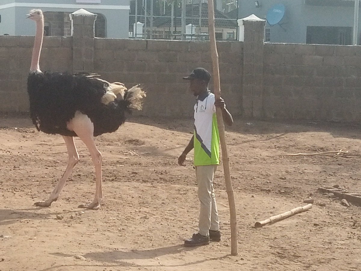 23. There's a Mini-Zoo. For now, there's this restless ostrich. That's why the Zoo keeper is standing by with a thick bamboo stick. A couple of donkeys and a camel (or are there two?), a couple of goats, a tortoise.