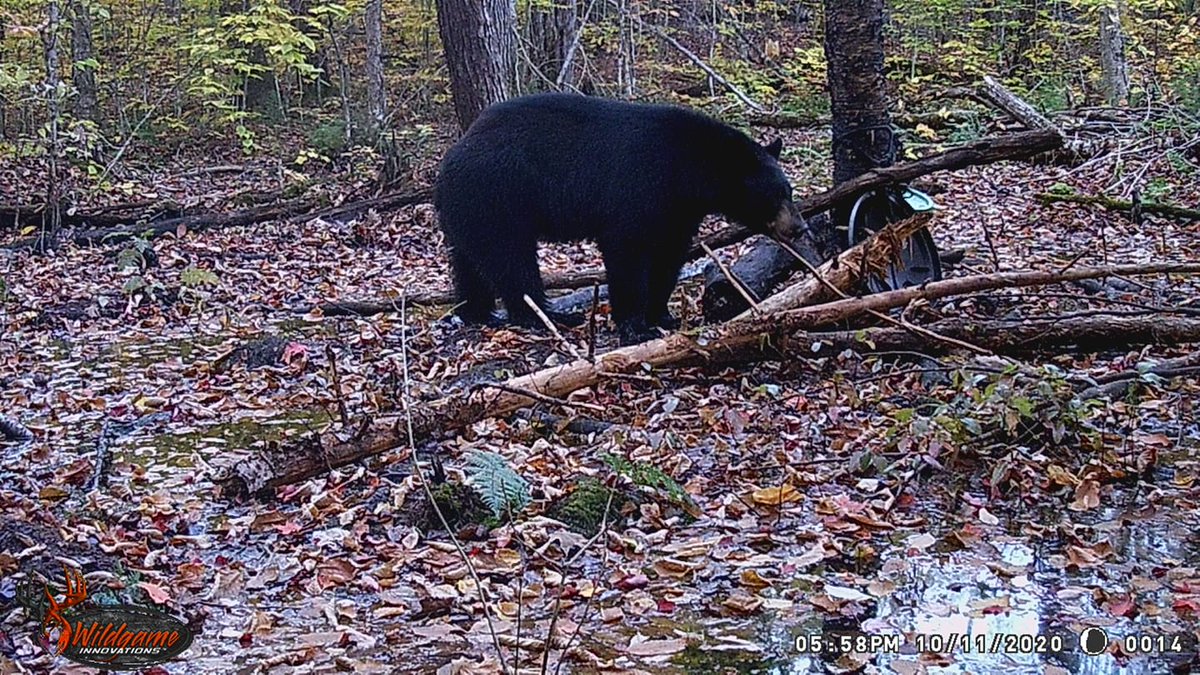 Be sure and tag us in your trail camera photos! #WildgameInnovations #WildgameTrailCam 
📷: Winston Anthony Campbell