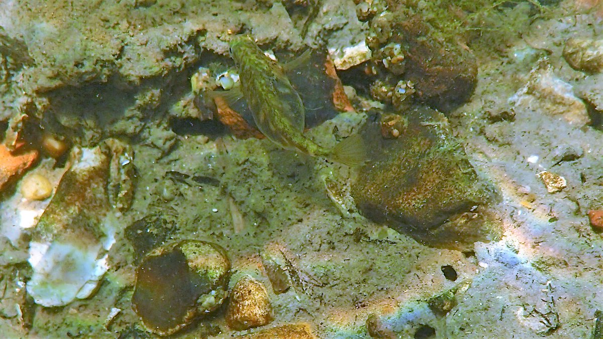 numenini's tweet image. This pregnant ♀️ Stickleback looks how we felt after a fabulous lunch by @country_logs @ the Grettons. 
Masses of minnows, many ♂️♂️ in splendid breeding attire. A few small Perch. Downstream of Kersey tributary some small Roach or Rudd #RiverBrett #Hadleigh #Babergh #Suffolk 5/8