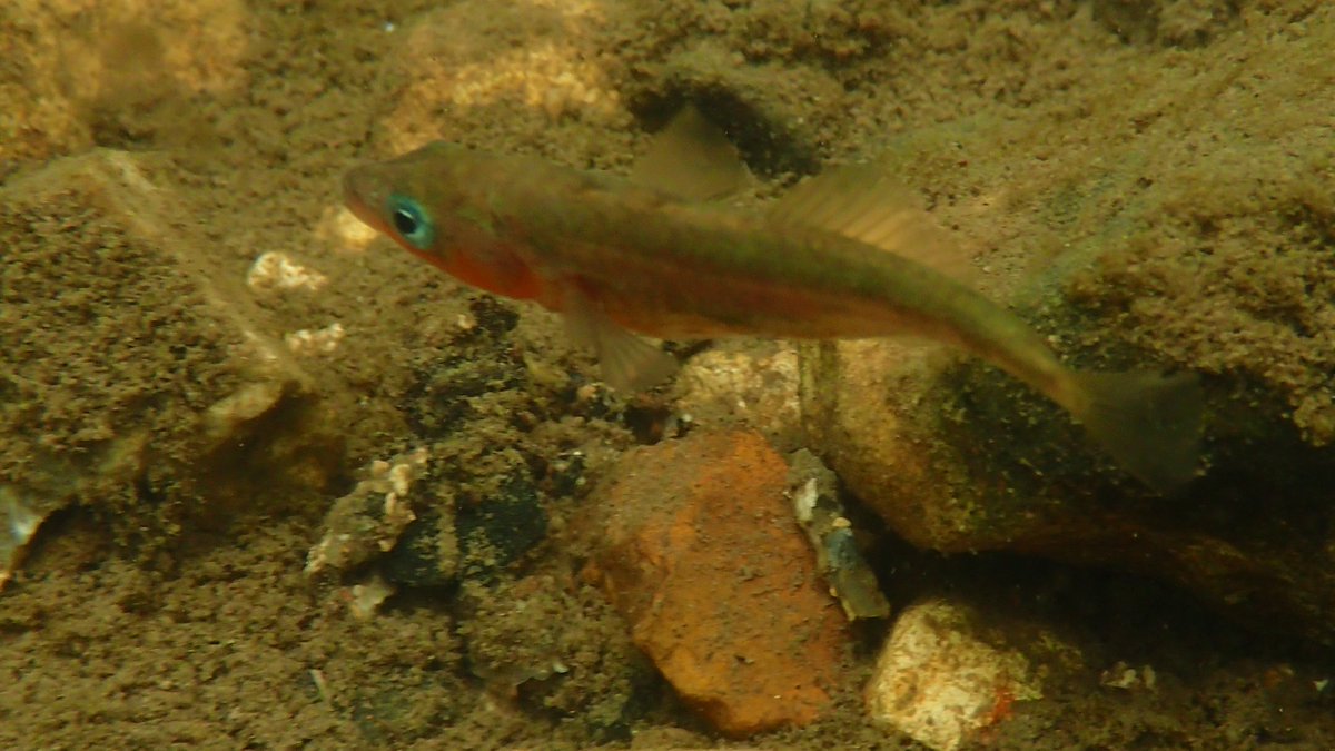 numenini's tweet image. This pregnant ♀️ Stickleback looks how we felt after a fabulous lunch by @country_logs @ the Grettons. 
Masses of minnows, many ♂️♂️ in splendid breeding attire. A few small Perch. Downstream of Kersey tributary some small Roach or Rudd #RiverBrett #Hadleigh #Babergh #Suffolk 5/8