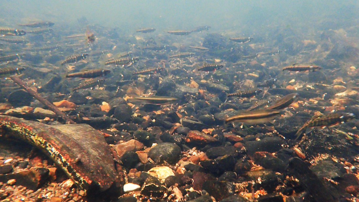numenini's tweet image. This pregnant ♀️ Stickleback looks how we felt after a fabulous lunch by @country_logs @ the Grettons. 
Masses of minnows, many ♂️♂️ in splendid breeding attire. A few small Perch. Downstream of Kersey tributary some small Roach or Rudd #RiverBrett #Hadleigh #Babergh #Suffolk 5/8
