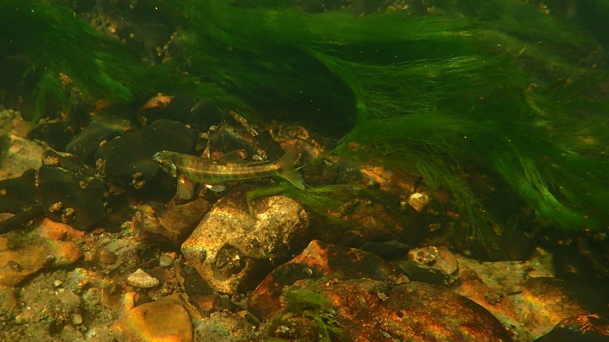 numenini's tweet image. This pregnant ♀️ Stickleback looks how we felt after a fabulous lunch by @country_logs @ the Grettons. 
Masses of minnows, many ♂️♂️ in splendid breeding attire. A few small Perch. Downstream of Kersey tributary some small Roach or Rudd #RiverBrett #Hadleigh #Babergh #Suffolk 5/8