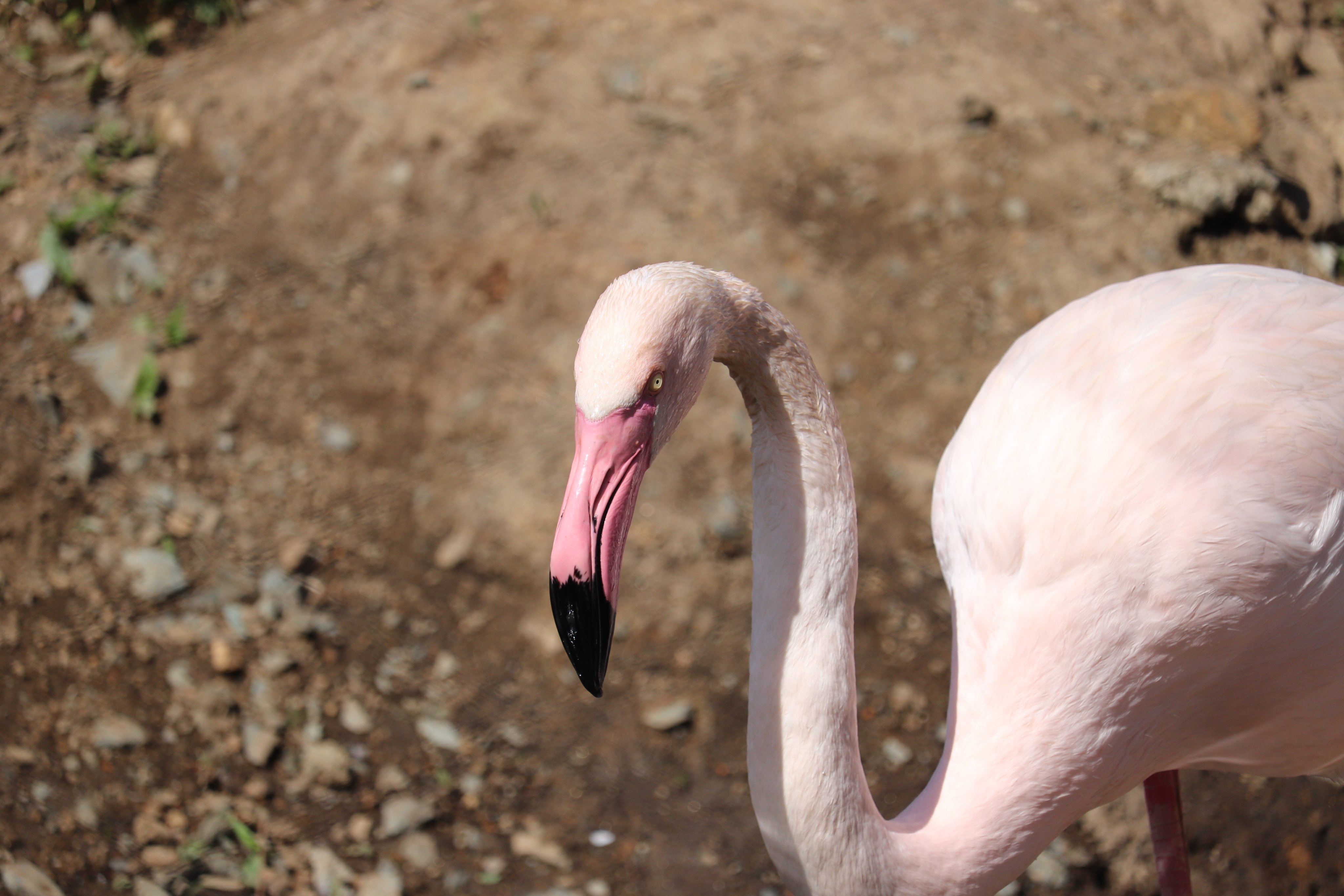 Twitter 上的 盛岡市動物公園 Zoomo 4月26日は 世界フラミンゴの日 です 当園ではヨーロッパフラミンゴ コフラミンゴが暮らしています フラミンゴといえば ピンク色の体 動物園では羽を鮮やかなピンク色にする色素を含んだご飯をあげています 少しでも