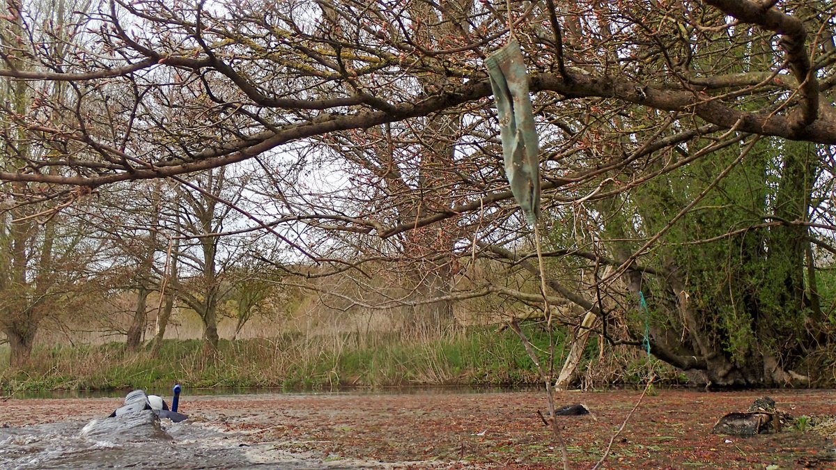 numenini's tweet image. Downstream of where tributary carrying waste from Kersey Sewage Treatment Works joins the #RiverBrett @ Cosford it&apos;s a bit disgusting, shrouded in algae, face mask dangling from tree. Though abused river brightened by gem-like ♂️ sticklebacks &amp;amp; a catkin tide patchwork quilt. 
4/8