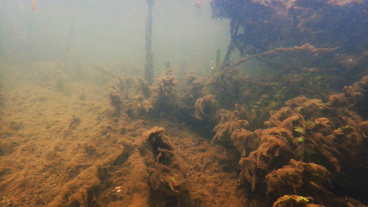 numenini's tweet image. Downstream of where tributary carrying waste from Kersey Sewage Treatment Works joins the #RiverBrett @ Cosford it&apos;s a bit disgusting, shrouded in algae, face mask dangling from tree. Though abused river brightened by gem-like ♂️ sticklebacks &amp;amp; a catkin tide patchwork quilt. 
4/8