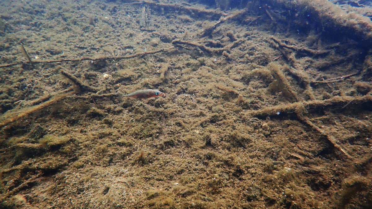 numenini's tweet image. Downstream of where tributary carrying waste from Kersey Sewage Treatment Works joins the #RiverBrett @ Cosford it&apos;s a bit disgusting, shrouded in algae, face mask dangling from tree. Though abused river brightened by gem-like ♂️ sticklebacks &amp;amp; a catkin tide patchwork quilt. 
4/8