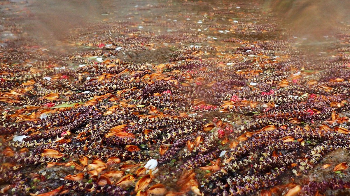 numenini's tweet image. Downstream of where tributary carrying waste from Kersey Sewage Treatment Works joins the #RiverBrett @ Cosford it&apos;s a bit disgusting, shrouded in algae, face mask dangling from tree. Though abused river brightened by gem-like ♂️ sticklebacks &amp;amp; a catkin tide patchwork quilt. 
4/8