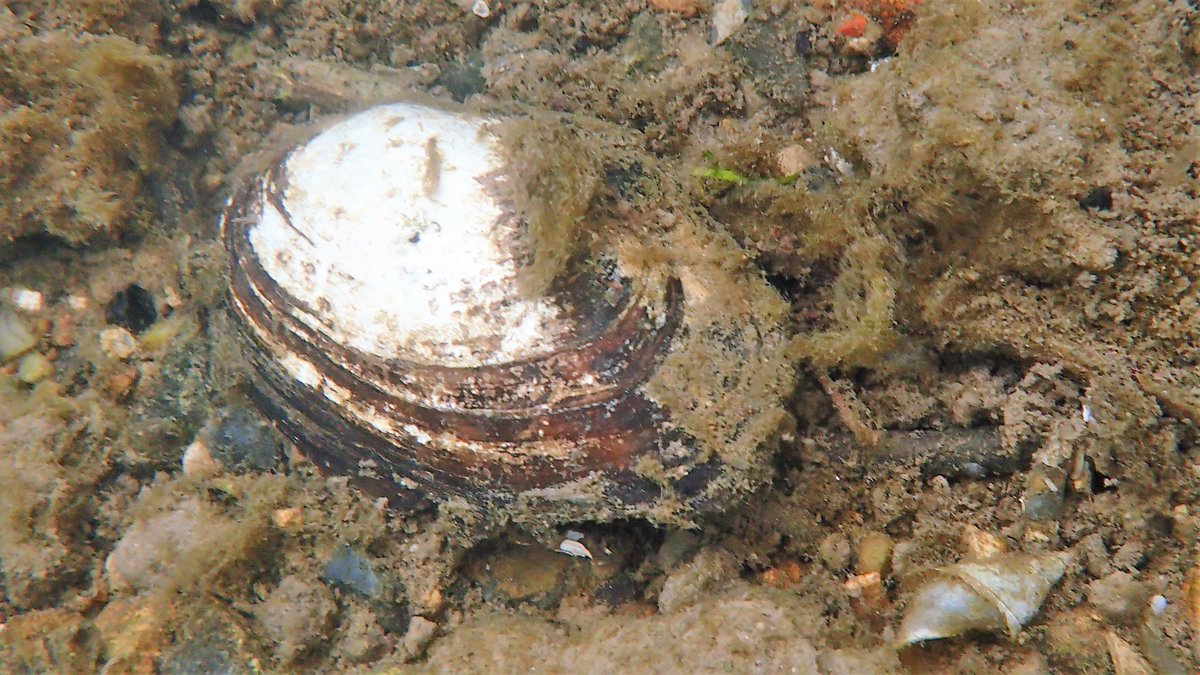 numenini's tweet image. In the #RiverBrett (as in Lee Brook ), a horse skull! Optical illusion that strangled with barbed wire? 
Can anyone date the pottery (Cosford Hall is 17th C)? 
Some freshwater sponges &amp;amp; mussels.
Abundant Caddis Fly larvae of at least 3 species #Hadleigh 6/8