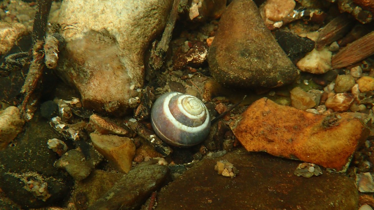 numenini's tweet image. In the #RiverBrett (as in Lee Brook ), a horse skull! Optical illusion that strangled with barbed wire? 
Can anyone date the pottery (Cosford Hall is 17th C)? 
Some freshwater sponges &amp;amp; mussels.
Abundant Caddis Fly larvae of at least 3 species #Hadleigh 6/8