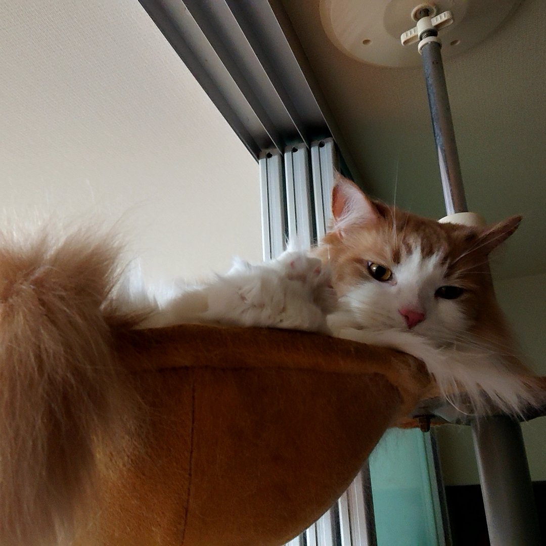 長毛猫あるある Twitter Search 長毛猫あるある Twitter Search