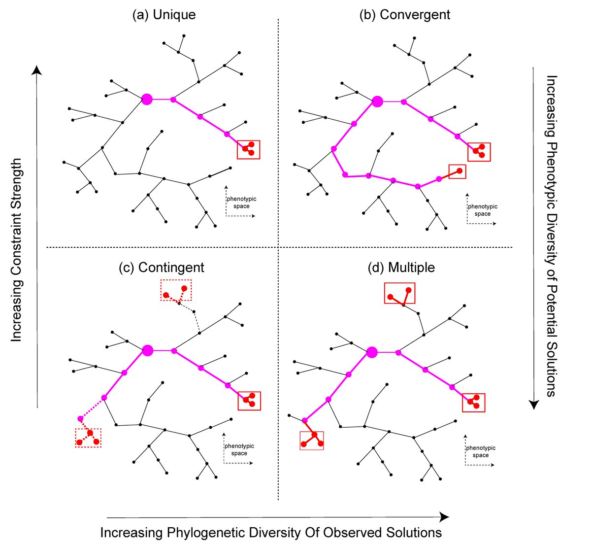 12/ When task-optimized NN models match neural data, this is probably not a miracle: it is likely because the constraints on both the model and the real organism have lead to convergent evolution.