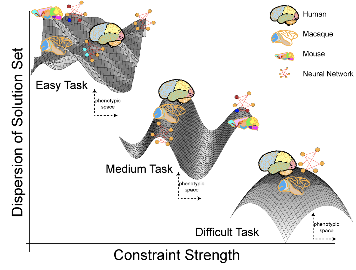 13/ We thus argue for a "contravariance" principle: the harder the constraint, the smaller the set of mechanisms that can solve the constraint, and thus the more likely any two solving mechanisms (whether biological or artificial) are to be similar in key ways.