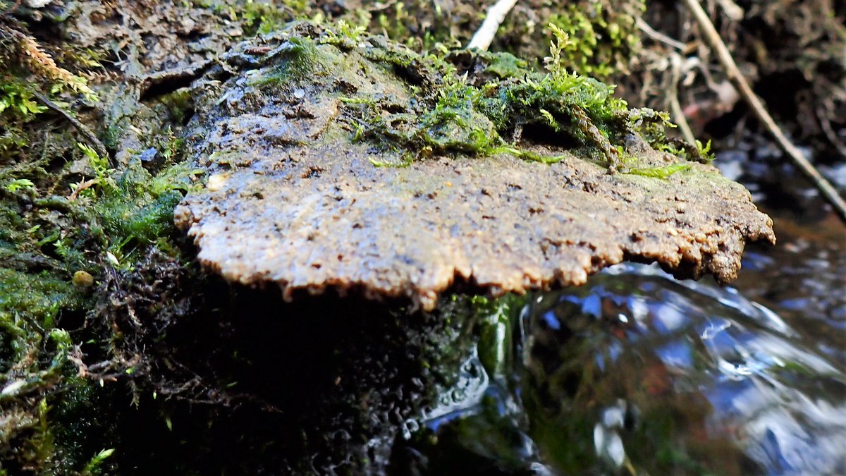 numenini's tweet image. Guess this is Blushing Bracket.  
But what about the strange orange ?fungus growing on log floating in #RiverBrett?
The liverwort Overleaf Pellia (Pellia epiphylla) coating  the banks.
#fungi #fungus #liverworts #bryophytes #liverwort #bryophyte
#Hadleigh #Babergh #Suffolk
8/8