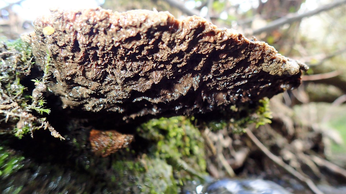 numenini's tweet image. Guess this is Blushing Bracket.  
But what about the strange orange ?fungus growing on log floating in #RiverBrett?
The liverwort Overleaf Pellia (Pellia epiphylla) coating  the banks.
#fungi #fungus #liverworts #bryophytes #liverwort #bryophyte
#Hadleigh #Babergh #Suffolk
8/8