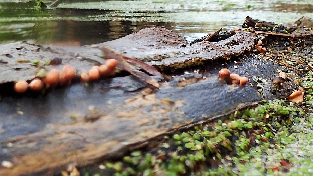 numenini's tweet image. Guess this is Blushing Bracket.  
But what about the strange orange ?fungus growing on log floating in #RiverBrett?
The liverwort Overleaf Pellia (Pellia epiphylla) coating  the banks.
#fungi #fungus #liverworts #bryophytes #liverwort #bryophyte
#Hadleigh #Babergh #Suffolk
8/8