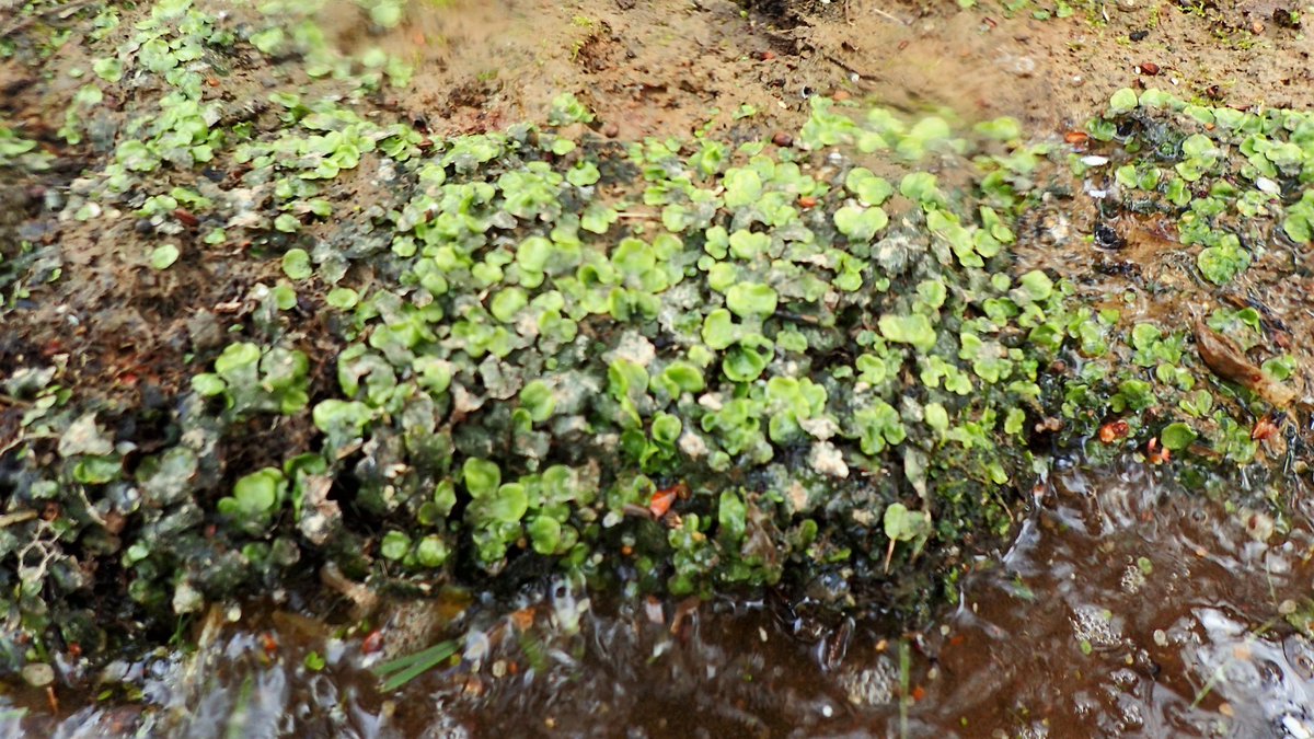 numenini's tweet image. Guess this is Blushing Bracket.  
But what about the strange orange ?fungus growing on log floating in #RiverBrett?
The liverwort Overleaf Pellia (Pellia epiphylla) coating  the banks.
#fungi #fungus #liverworts #bryophytes #liverwort #bryophyte
#Hadleigh #Babergh #Suffolk
8/8