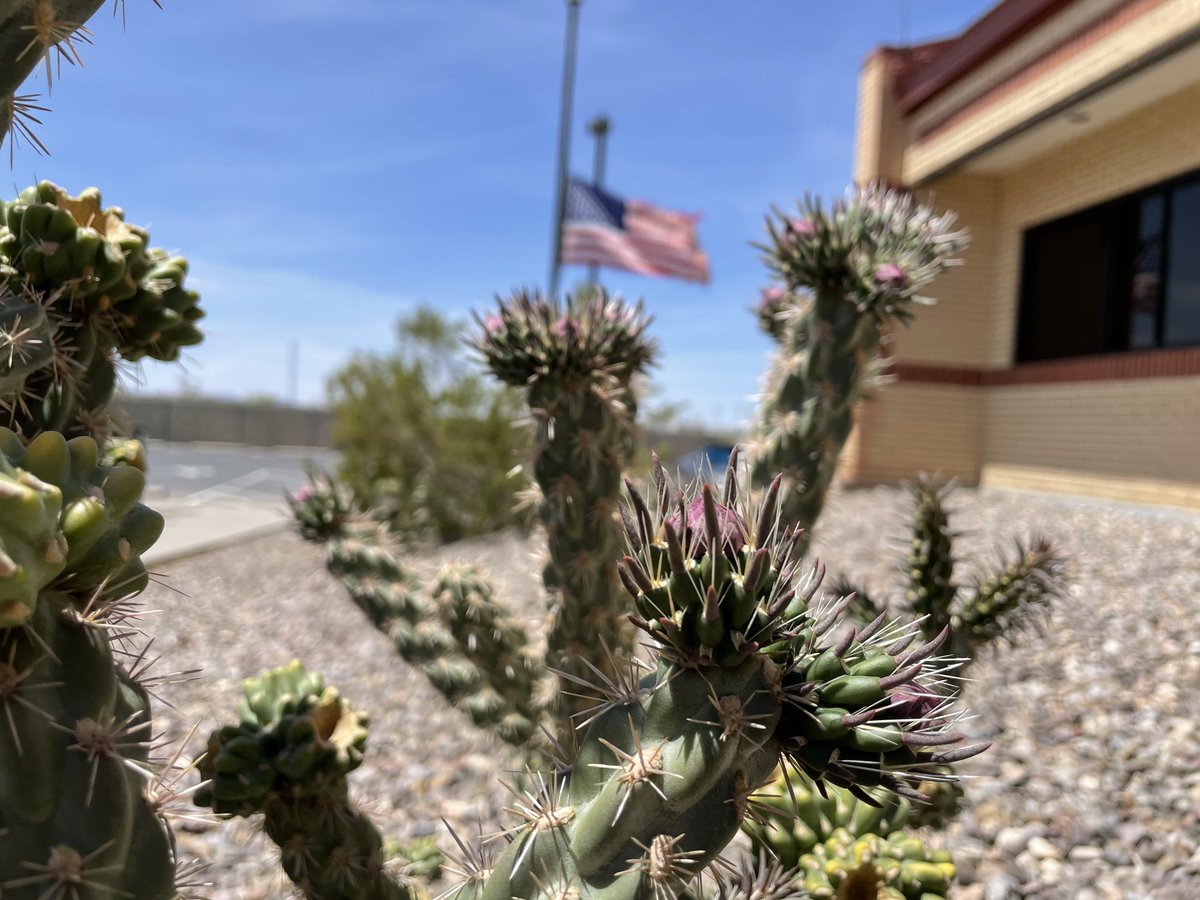 Cactus blooms and wind: standard symbols of spring in the Borderland. Expect winds to increase for tomorrow and Tuesday to around 20 to 25 MPH with gusts to 35 MPH. Not extreme for this time of year but still standard for April. #nmwx #txwx
