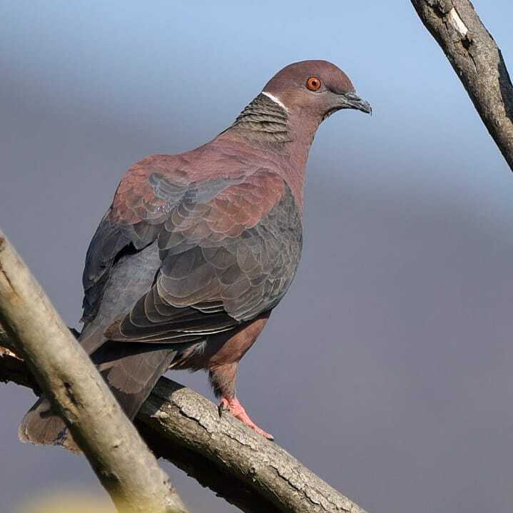 Torcaza (Patagioenas araucana) #olmué #faunadechile #nikond750 #sigmacontemporary #wildlifephotography #birdwatching #photography #ig#best #avesdechile #birdsofchile #wildlifephotos #birdingphotography #faunanativa #birds #nature #birdwatcher #wildlifeph… instagr.am/p/COGX-utps1s/