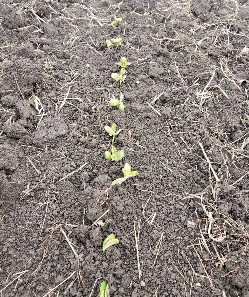 Pre-snow (4/20/2021) soybeans emerging. “April showers bring May flowers” was/is a popular saying. What can we say here?