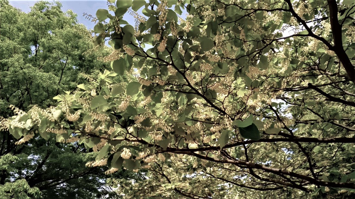 Tokyo🗼4月25日

💠白雲木（ハクウンボク）

🔹白い花が連なって咲くようす
「白雲」に見立て白雲木と言う
🔹花期は5-6月

✨現在はスズランのような蕾あり
✨枝先に20個ほど蕾が鈴なりに
✨開花が楽しみ

💐花言葉は
🔸壮大🔸愛の旅🔸朗らかな人

4/24📸