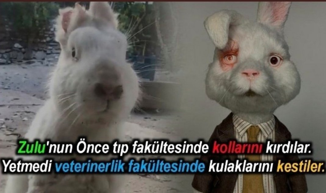 Hayvanlar hiç bir şekilde deney amaçlı kullanılmamalı yada insanoğlunun kötü davranışlarına maruz kalmamalı! Buna artık son verin. #yasalkatliam