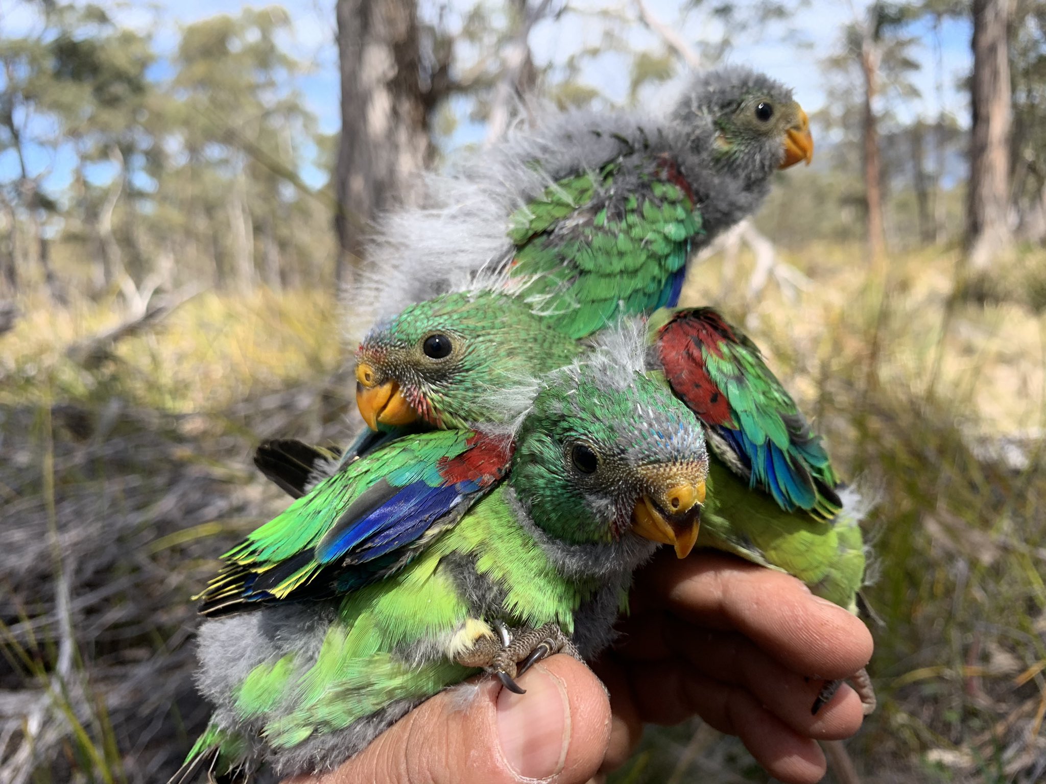 Dr Swift Parrot 1 New Research A Thread Swift Parrots Are Nomads Meaning They Breed Wherever Food Is Plentiful But Times Are Sometimes Bad We Wanted To Know How They