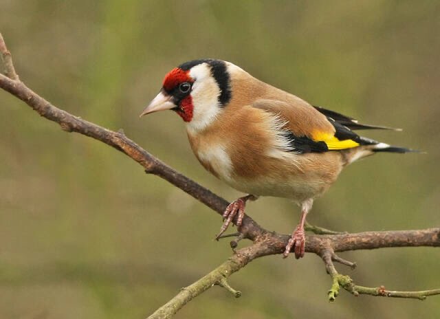 Les plus petits passereaux ne sont pas en reste...!On remarquera notamment le chardonneret élégant, la linotte mélodieuse, le serin cini ou l’orite à longue queue, tous quatre avec des aires de répartition couvrant la quasi-totalité du territoire métropolitain.