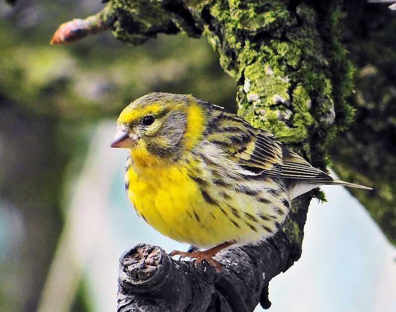 Les plus petits passereaux ne sont pas en reste...!On remarquera notamment le chardonneret élégant, la linotte mélodieuse, le serin cini ou l’orite à longue queue, tous quatre avec des aires de répartition couvrant la quasi-totalité du territoire métropolitain.