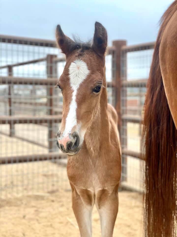 The foaling enterprise students had a busy week! Welcome to our newest Mustangs 🐎