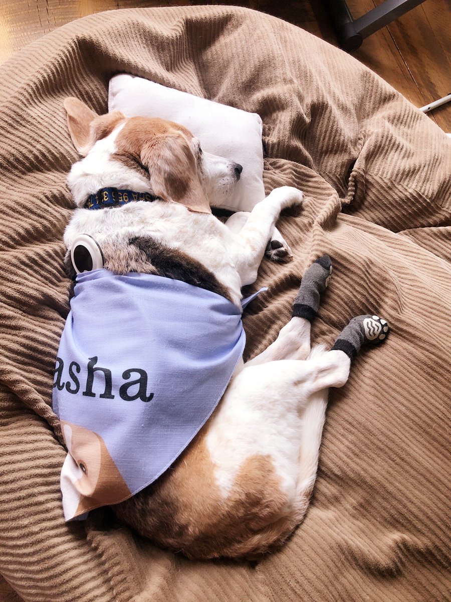 BeaglePasha's tweet photo. Searching for the optimum way of applying the #AssisiLoop it’s a never ending quest 🙈 https://t.co/f7HuS8mNlg