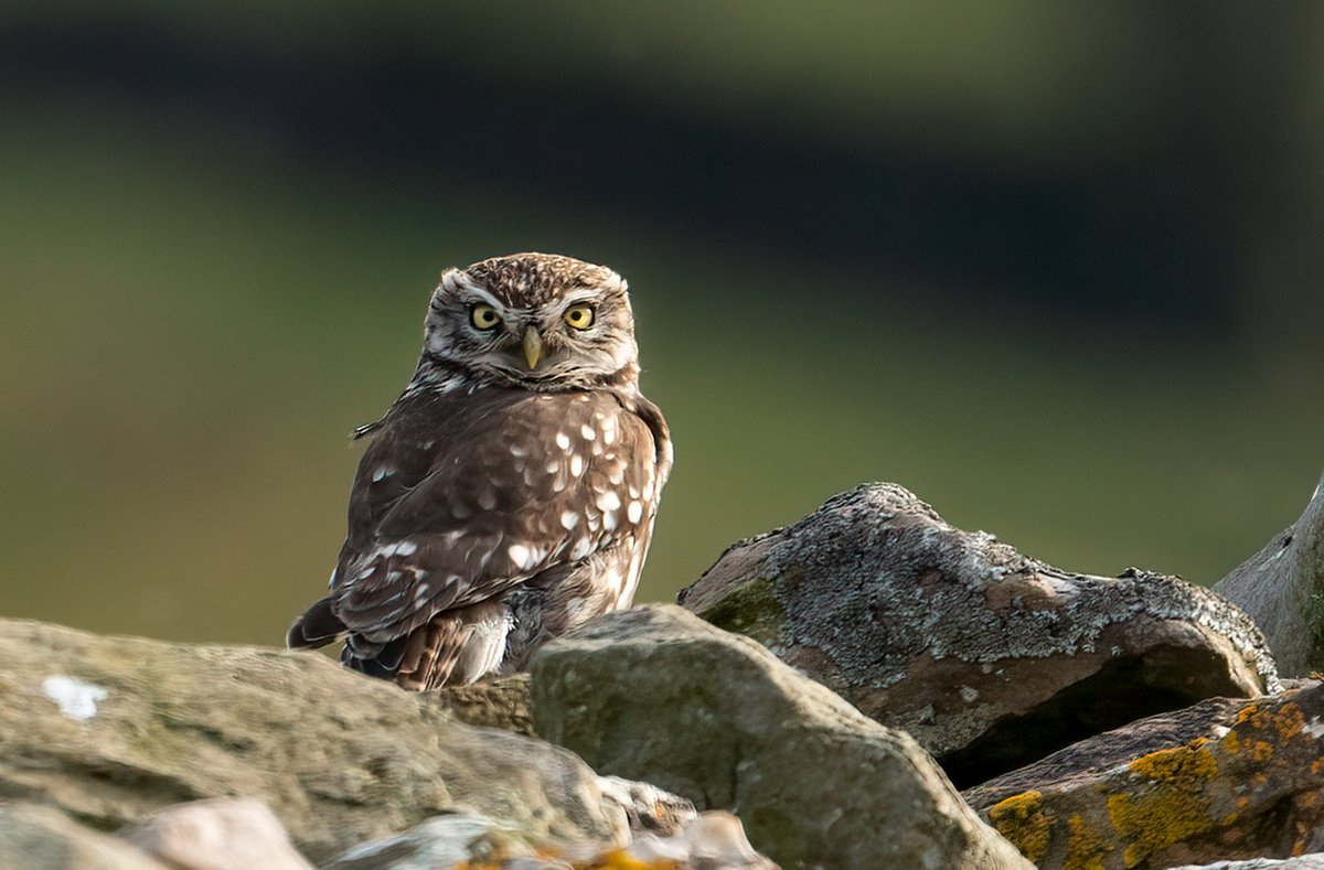 The #little #owl this little fella looks proper #evil and a little cross #eyed 🤣 #birdsofprey #tiny #bird #birds #birdphotography #hunter #posing #TwitterNatureCommunity #FolloMe #love #wildlife @looknorthBBC #cheeky #TwitterFamily #yorkshirewildlife #yorkshire