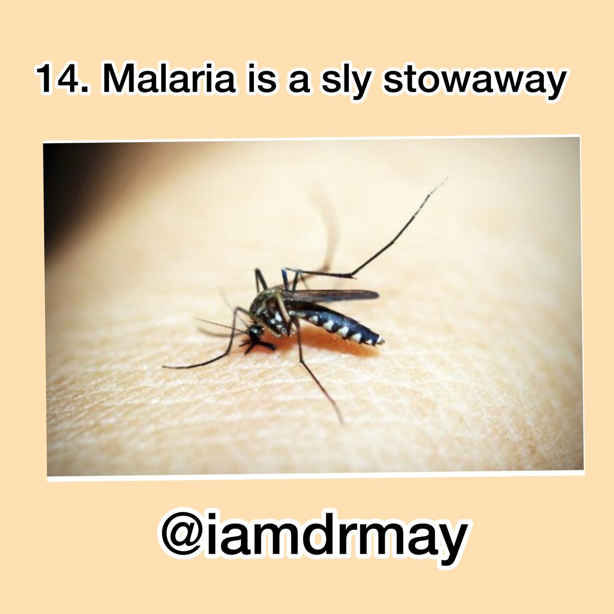 There’s actually a thing called “airport malaria” where a malaria-carrying mosquito hitches a ride on an airplane & travels from one country to another.D infected mosquito usually comes 4m a country where malaria is prevalent. Take ur shot if this affects u  #WorldMalariaDay2021