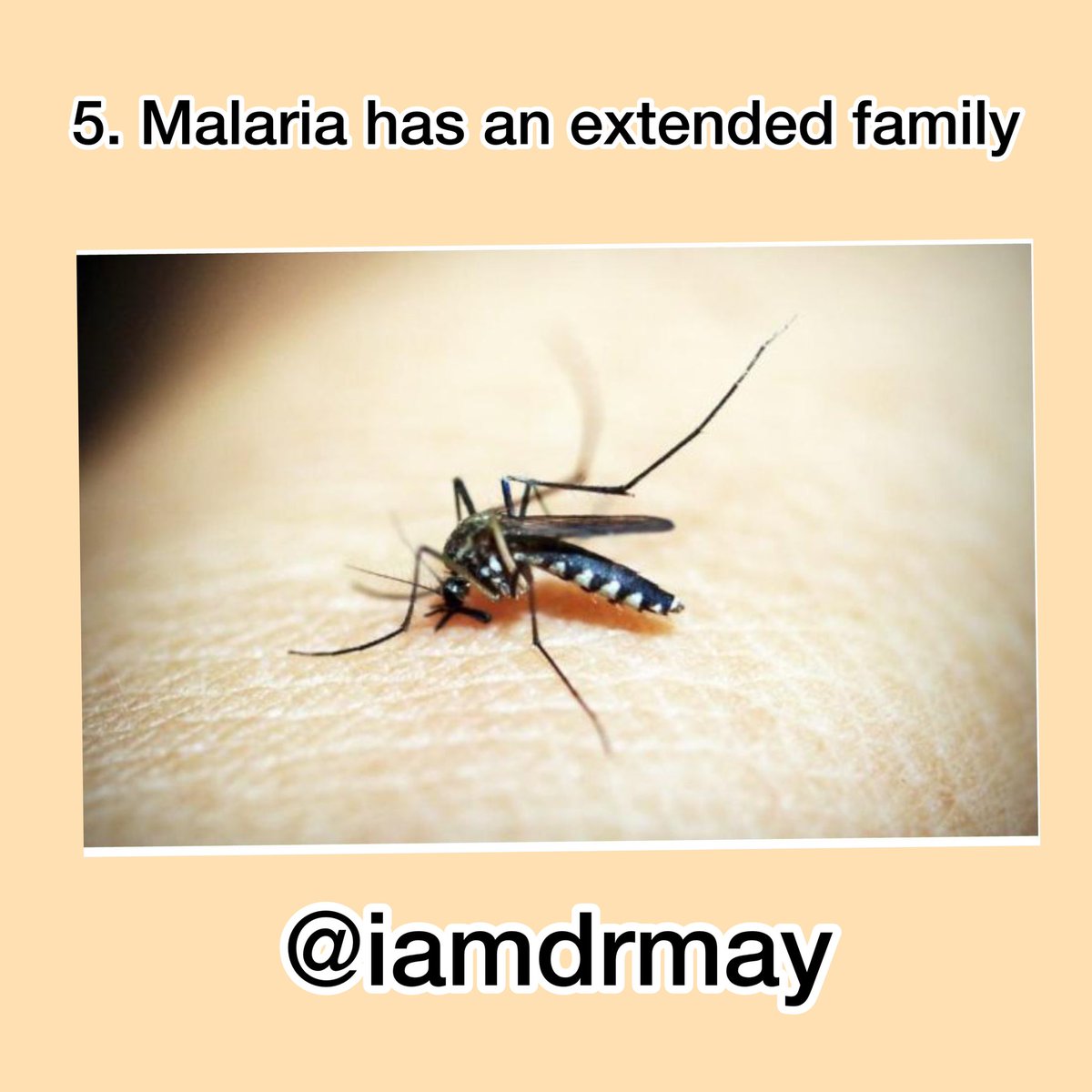 This is one of the more complicated facts about malaria you need to know. Five species of malaria exist. The most deadly is Plasmodium falciparum. This family member is found worldwide in tropical and subtropical areas. Others are P. vivax , P. ovale, P. Malariae, & P. knowlesi