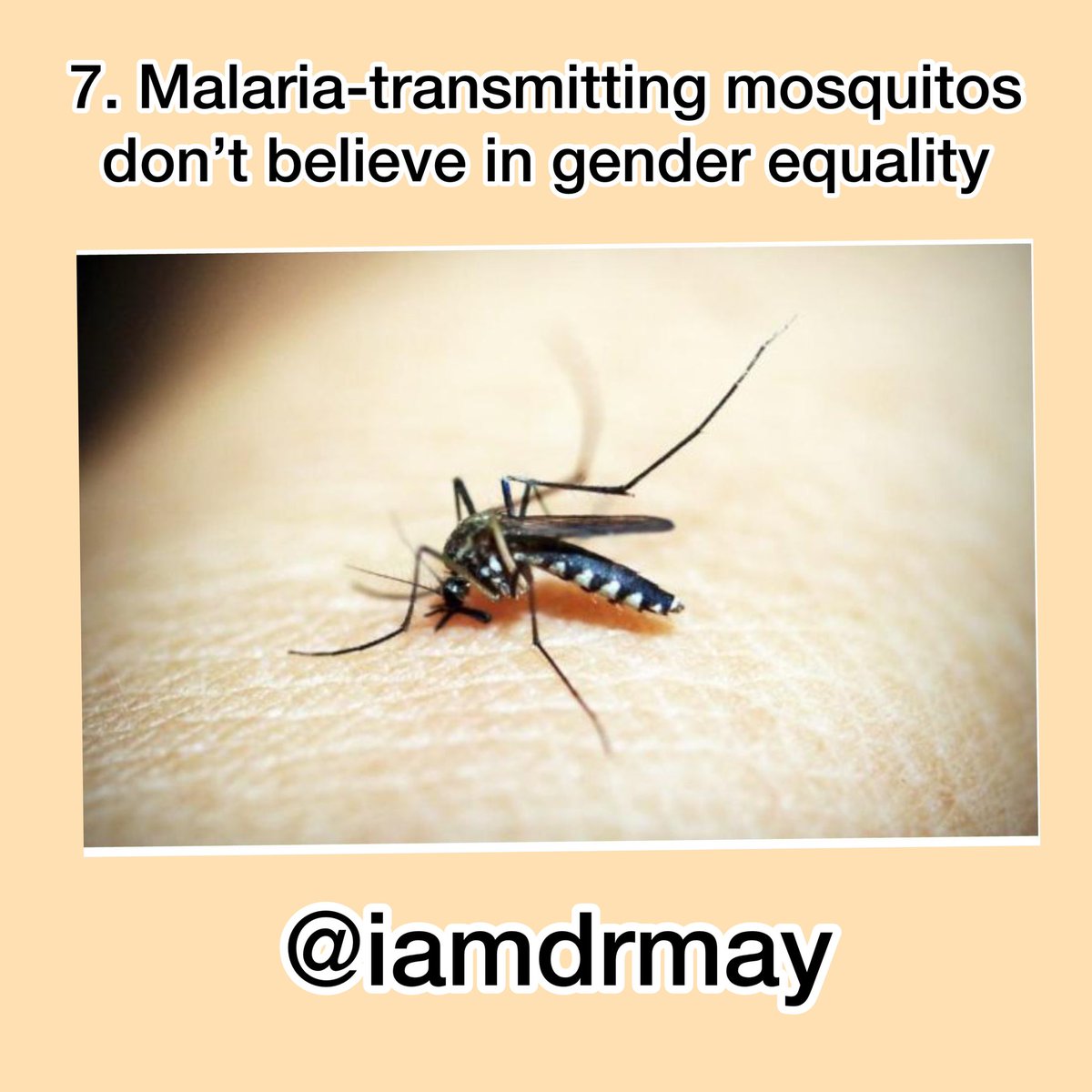 Only female Anopheles mosquitos transmit malaria. These nasty mommas need blood to nurture their eggs. No wonder they gravitate towards humans.  #WorldMalariaDay2021