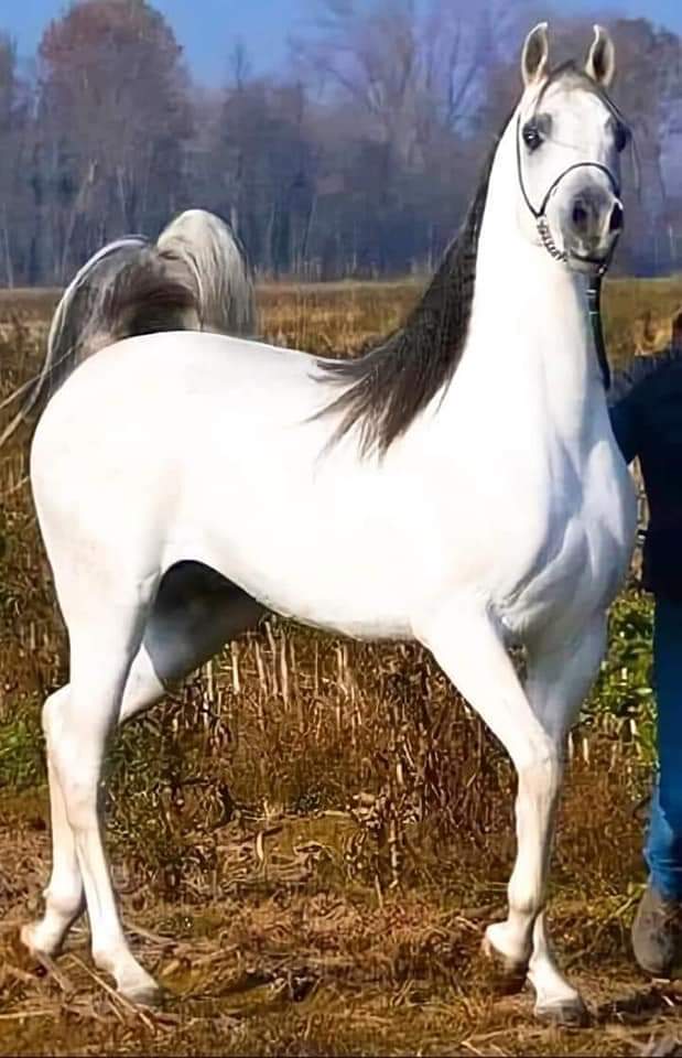 EslamMAli13's tweet photo. قالت العرب قديما:
من لم يعشق الخيل،ولايتذوق الشعر ففي عروبته نظر...! https://t.co/nGC7PzVJ8O