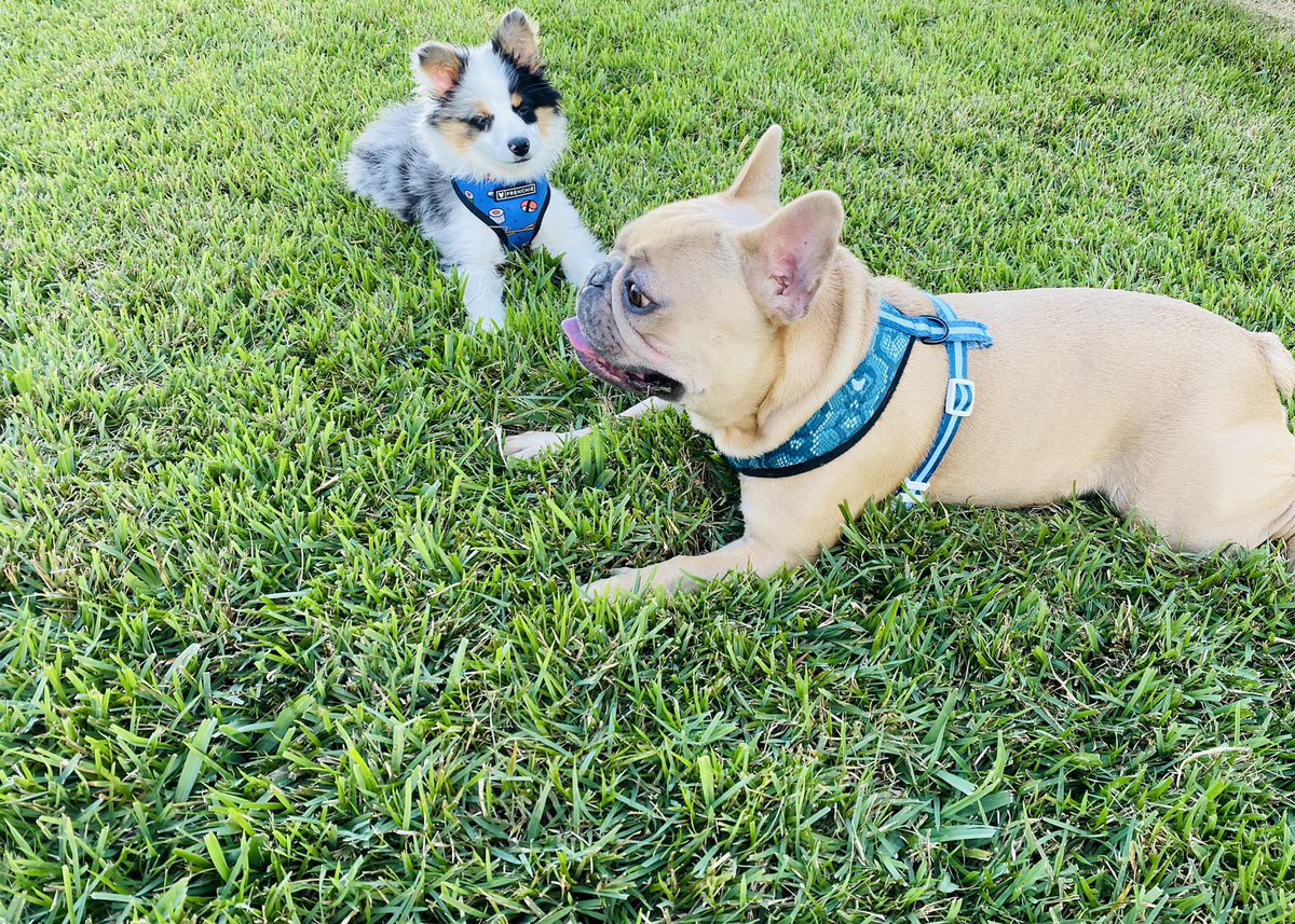 NicBrownell's tweet photo. @_p_rittenhouse Oscar and Turbo https://t.co/pWhigNiQhF