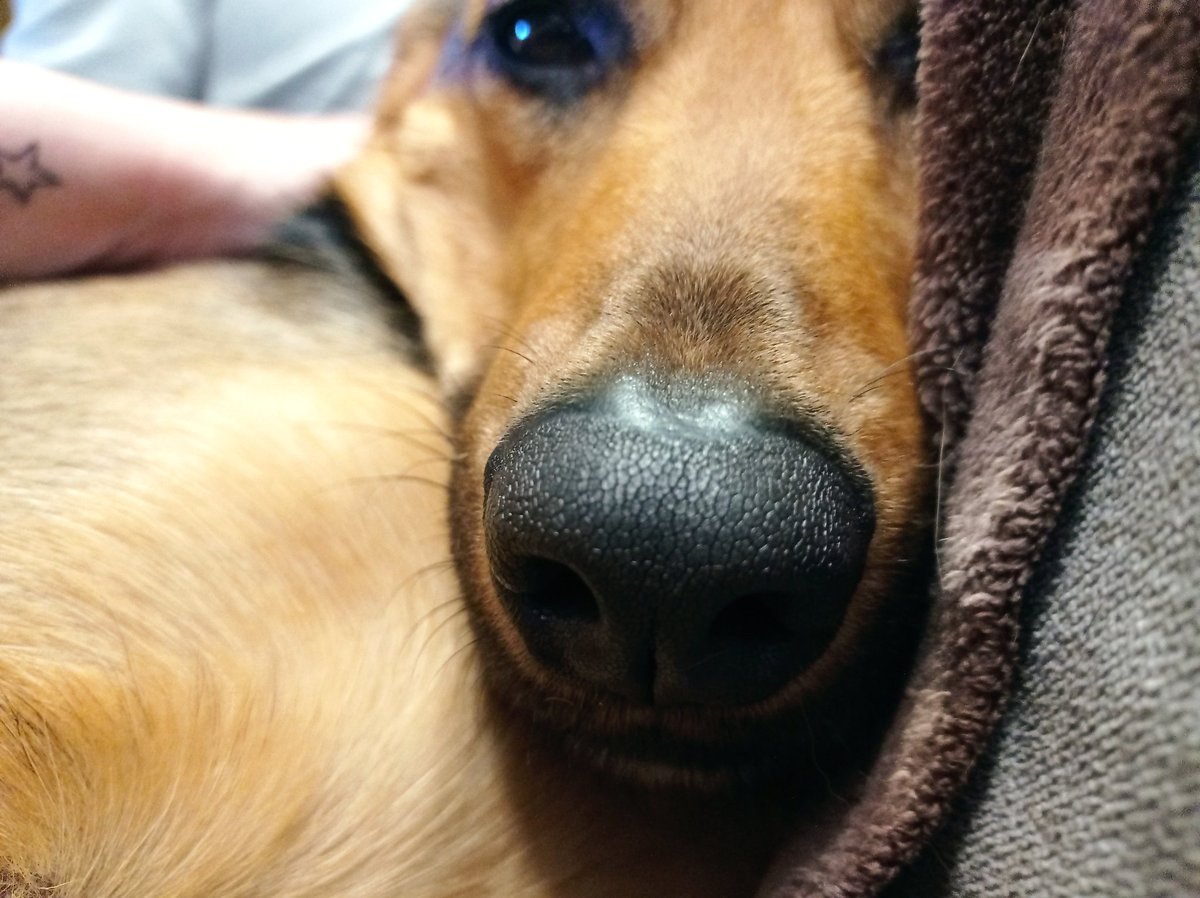 casitodoelrato's tweet photo. @Mine_Jam_ Aquí ha el mío
#snootaboop https://t.co/MdkXCWymj0