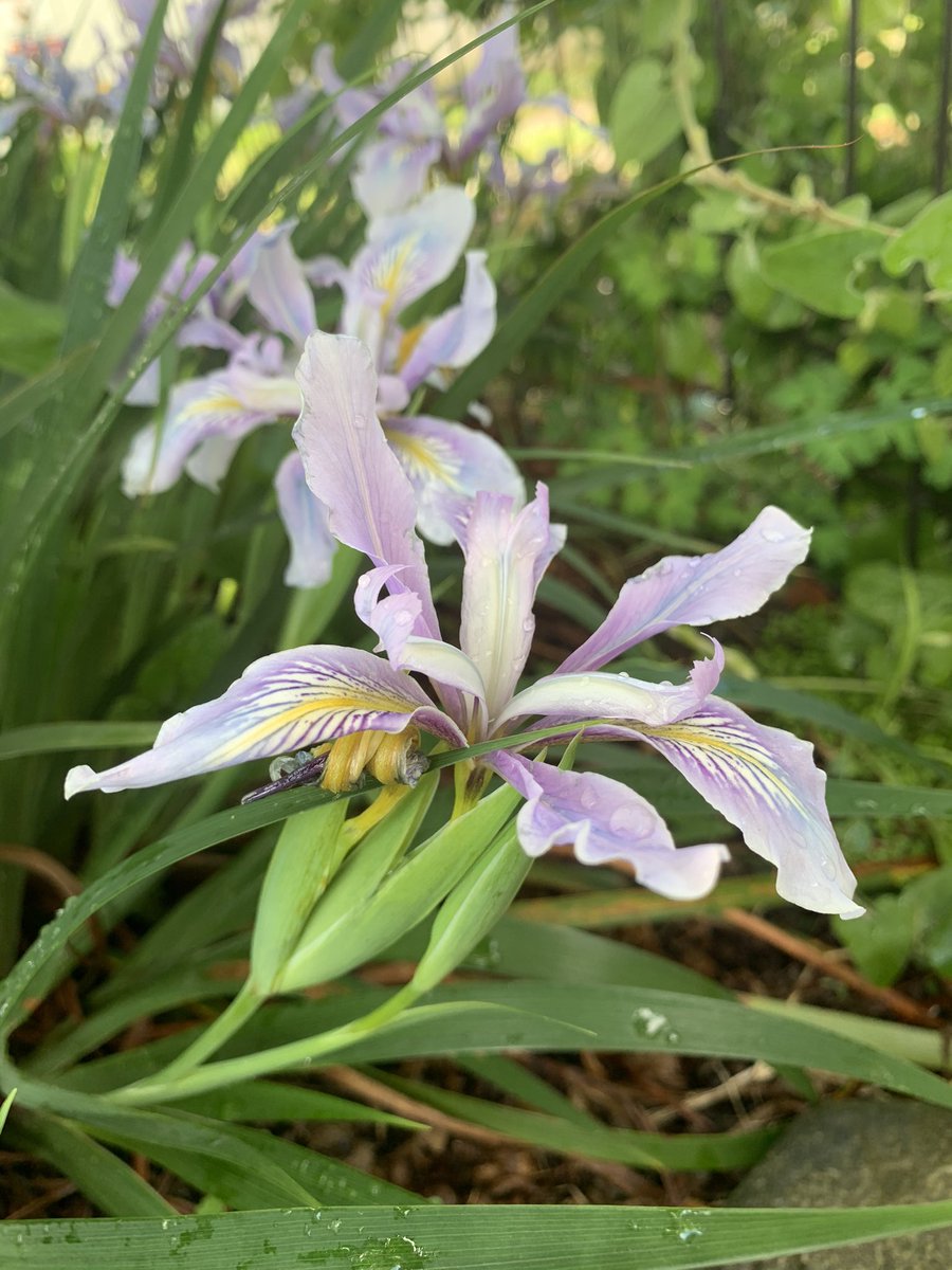 21. Iridaceae (irises) is one family split out of the lilies. These plants still have flowers with 6 tepals but the leaves are more grasslike and often folded flat. You can see some grasslike features in the flower structures that shows the evolutionary connection to grasses.