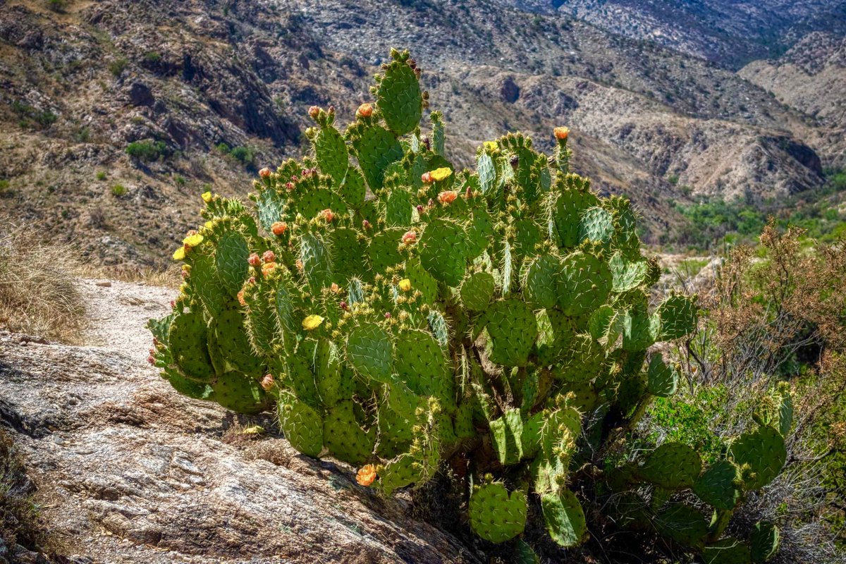 AllThingsInAZ's tweet photo. Sunday morning hike and Prickly Pear blooms in #sabinocanyon 🥾🌸✌🏻#hiking @whatsuptucson @VisitTucsonAZ #tucson #hikeaz https://t.co/zYhpZ9H4qJ