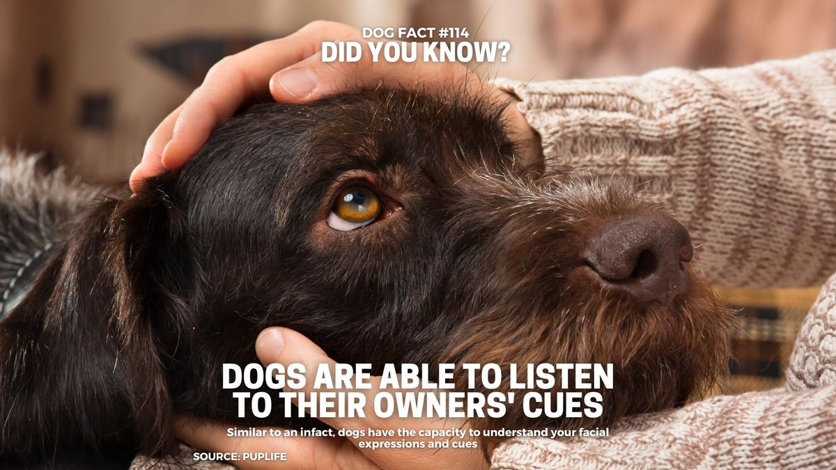 KollectiveC's tweet photo. #dog #dogsofinstagram #dogs #dogstagram #doglover #dogoftheday #doglife #doglovers #doggy #dogsofinsta #dogsofig #doggo #doglove #dogsitting #dogslife #dogsofinstaworld #doggie #dogscorner #dogphotography #dogofinstagram #dogmom https://t.co/fM8nsZTRwc